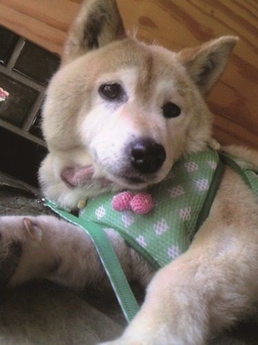 保護当日のしの（辰巳出版　提供）