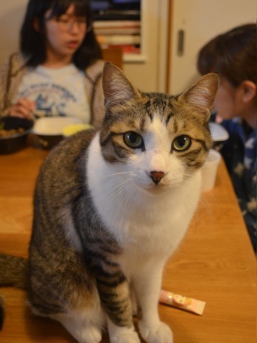 娘２人で夕食をとっていると、ジャッキーが食卓へ飛び乗った