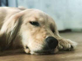 おうちでまったり、うとうとまどろみ中　我が家の太陽、ゴールデンレトリバー「ひな」