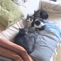 手前からニコくん・にゃん太くん・レオくん。ニャン太くんがいるとお兄ちゃんたちは仲良し