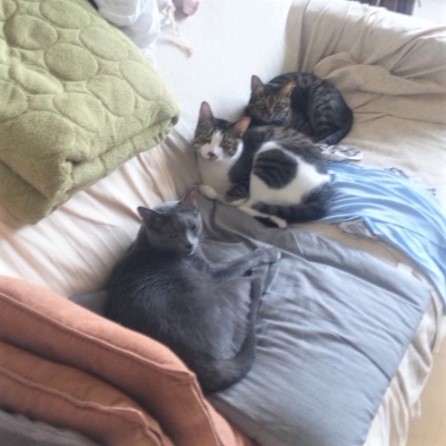 手前からニコくん・にゃん太くん・レオくん。ニャン太くんがいるとお兄ちゃんたちは仲良し