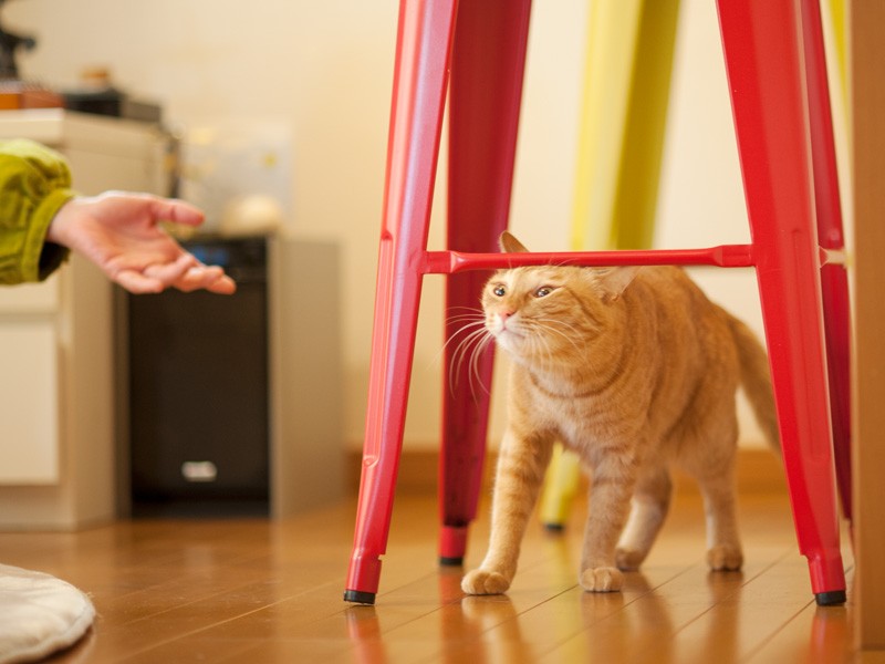 「これ僕のイス」（小林写函撮影）