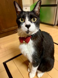 凛々しい表情がかっこいいこてつくん（画像提供：お母ちゃん こてつ ぜんさん）