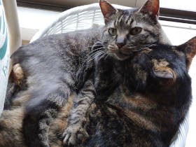 「猫は引っかくから大変ね」知人の言葉にシュン　引っかくのは猫なりの事情があるもの