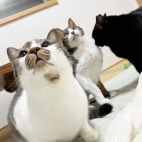 勢ぞろい！（左から）でんすけくん、王子くん、ぐぅちゃん（画像提供：でんすけ劇場さん）