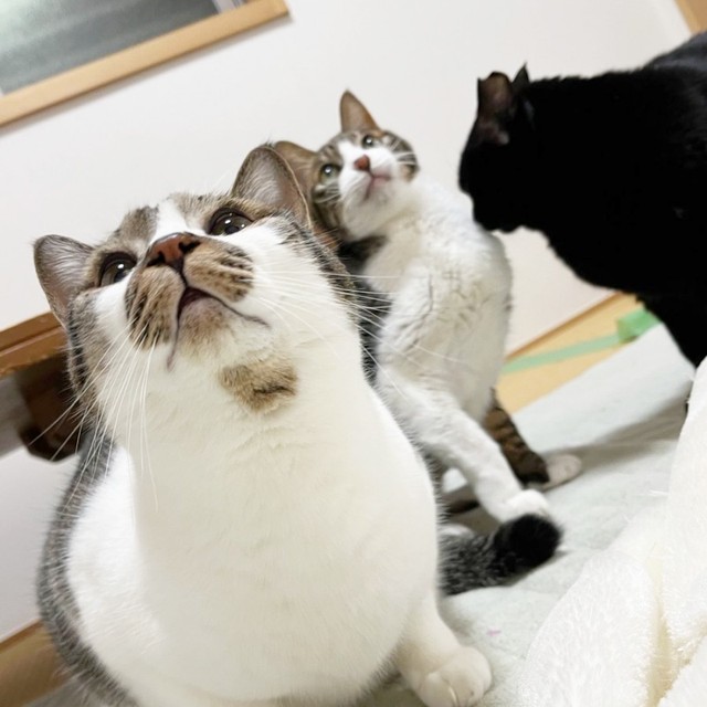 勢ぞろい！（左から）でんすけくん、王子くん、ぐぅちゃん（画像提供：でんすけ劇場さん）