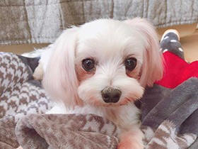 保護施設で一目惚れ　大きな瞳のマルチーズ「マーシャ」