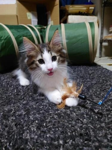 家にきたころの「日向」