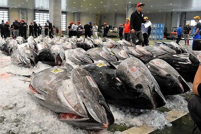 Pacific bluefin tuna quota hike raises hope for lower prices