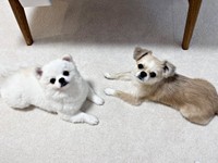 兄犬のまろくん（右）と向き合ってくつろぐましゅくん（左）（画像提供：アザラシいぬさん）