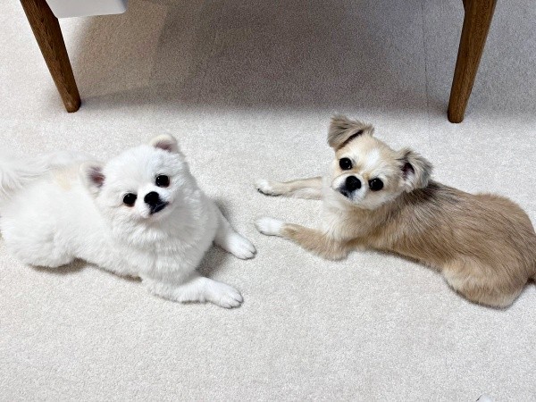 兄犬のまろくん（右）と向き合ってくつろぐましゅくん（左）（画像提供：アザラシいぬさん）