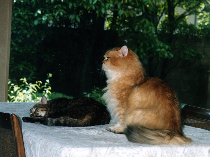 普段のバーディーとイリヤ