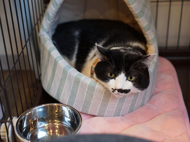 ビビりの甘えん坊。おひげ模様が素敵な推定3歳の銀福君