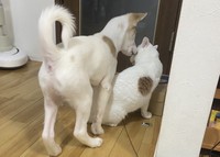 右肩のブチ模様が同じ息吹くんと先住猫のしずくくん