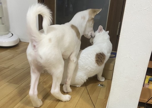 右肩のブチ模様が同じ息吹くんと先住猫のしずくくん