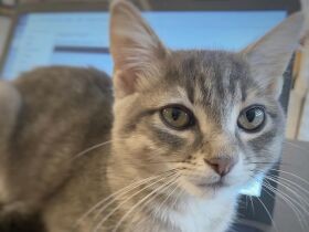 ２匹の先輩シェパードのご飯も食べちゃう！　保護猫「モモ」は癒し系フードファイター