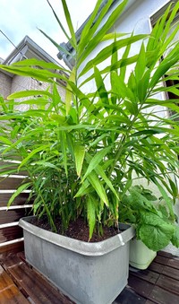 GWに植えた種ショウガの青々と繁った葉　ぽたろうさんのX（@HACK1136）より＝2025年10月8日投稿