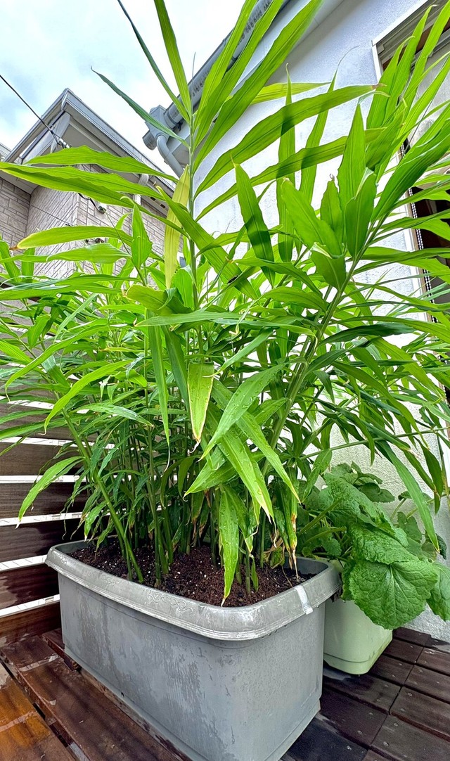 GWに植えた種ショウガの青々と繁った葉　ぽたろうさんのX（@HACK1136）より＝2025年10月8日投稿