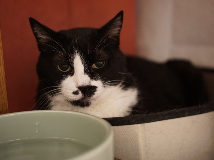 鳩間島で保護したたびちゃん