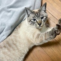 2歳を迎えたしらすくん。被毛の色合いが濃くなりました（画像提供：千晶さん）