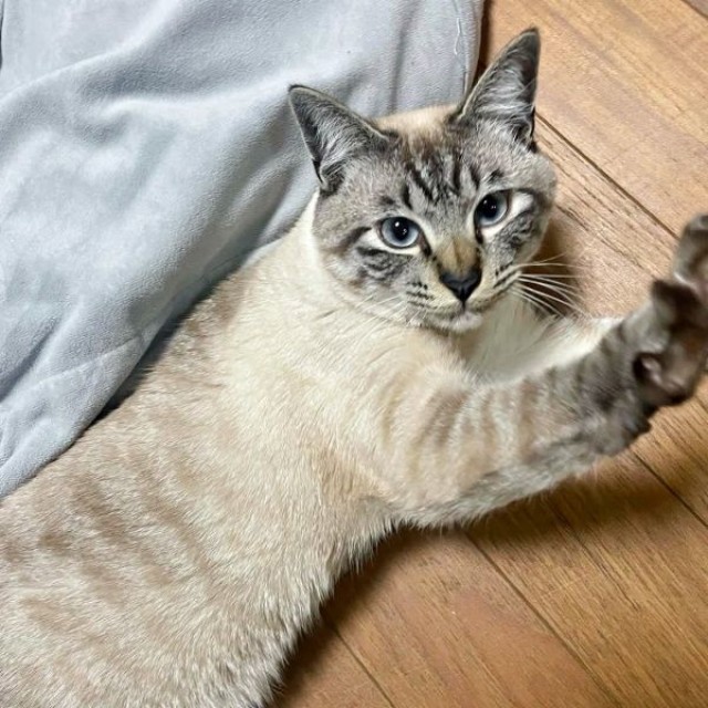 2歳を迎えたしらすくん。被毛の色合いが濃くなりました（画像提供：千晶さん）