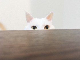 猫の可愛くて面白いチラリズム　いろんな表情が楽しめる写真集