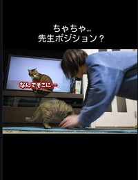 ヨガの先生が、ちゃちゃちゃんに変更です（「ちゃちゃママ／4匹猫ファミリー」さん提供、Instagramよりキャプチャ撮影）