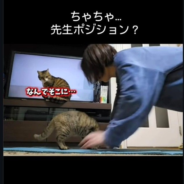 ヨガの先生が、ちゃちゃちゃんに変更です（「ちゃちゃママ／4匹猫ファミリー」さん提供、Instagramよりキャプチャ撮影）