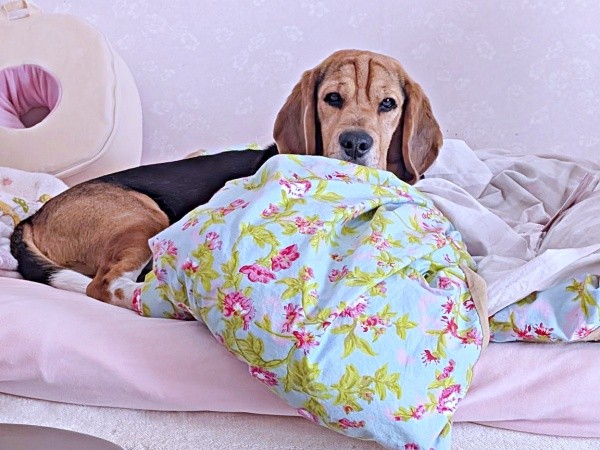 「何か食べてますね？」 目を覚ましてじっと見つめるしんたろうくん（画像提供：ともぞうさん）