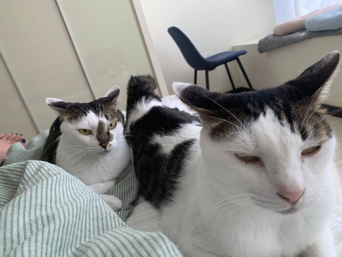 晴美さんに寄りそう2匹「僕ら、ママに久々に会った時は忘れたフリしちゃったけどごめんね」（晴美さん提供）