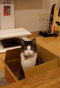 毎日全力で２時間以上旦那さんと遊ぶガーラさんは、ムキムキです（提供：松本ひで吉さん）