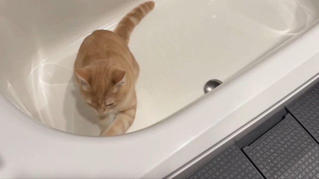 お掃除中～！？（画像提供：ぷくりさん）