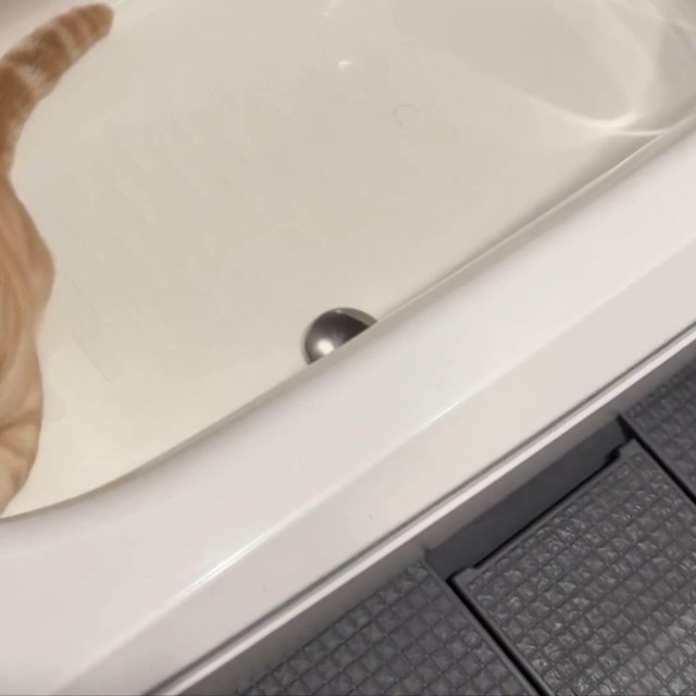 お掃除中～！？（画像提供：ぷくりさん）