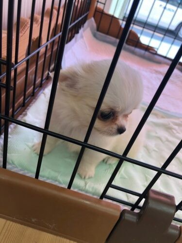 家にきたころの「愛月」


