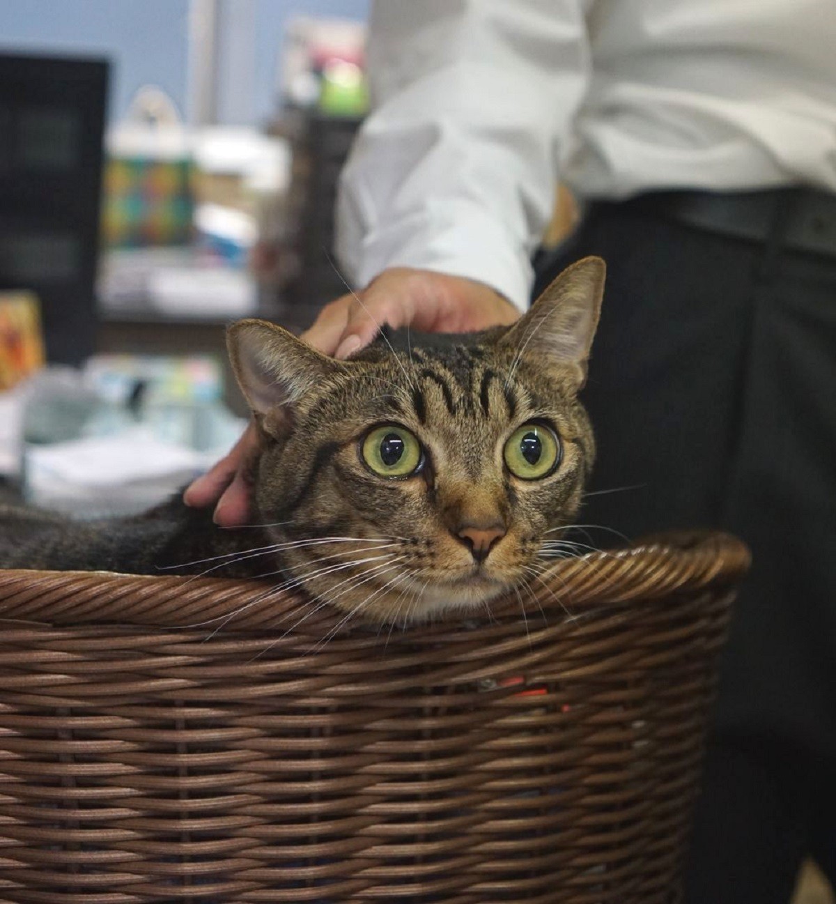 まな(猫)さん【宅急便】 | accueilfrancophonemb.com