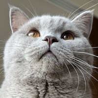 ドアの外ではこんなお顔をしていたのかも…！？（画像提供：もめんさん）