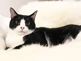 ハチワレ猫の「くぅ」　「ハチ」より大きく育てと名付けました