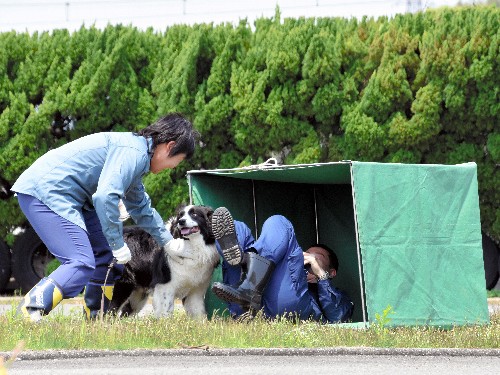 シェパードやボーダーコリー、嘱託警察犬２４匹が訓練の成果披露