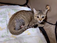 病院で診察を受けた結果、右後脚は付け根から断脚したちゃちゃまるちゃん（画像提供：ろばちゃむさん）