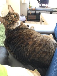 トラ。体重は7.5キロと体格のいい子だった（とらきちさん提供）