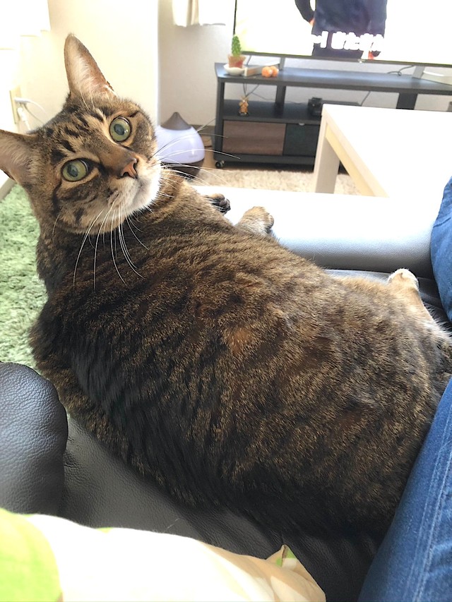 トラ。体重は7.5キロと体格のいい子だった（とらきちさん提供）