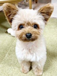 飼い主さんをじっと見つめるぽっちちゃん（画像提供：もじゃ犬ぽっちさん）
