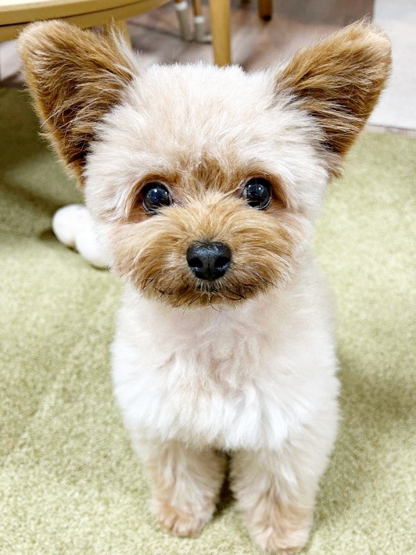 飼い主さんをじっと見つめるぽっちちゃん（画像提供：もじゃ犬ぽっちさん）