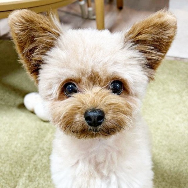 飼い主さんをじっと見つめるぽっちちゃん（画像提供：もじゃ犬ぽっちさん）