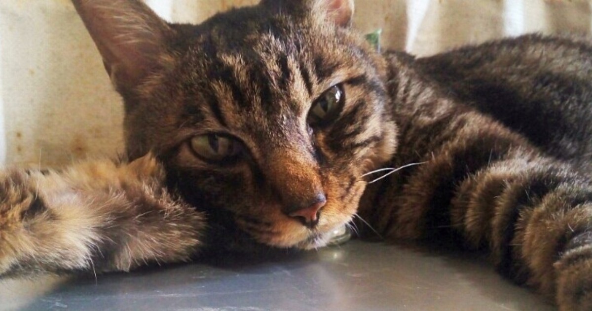 難病でも生きることをあきらめなかった猫たち 闘病支えた飼い主 本当にえらかった Sippo シッポ