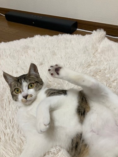 吉留さんの朝は早く、２時半か３時の間に起きて、３時半から４時くらいに市場で花の仕入れ。朝７時くらいに家事で戻り、仕事にいって、昼になずなを見に戻って遊んであげたらまた仕事……。夕方帰宅してからは、なずな部屋で癒やされながら事務仕事、そして長女とおしゃべりも（吉留さん提供）