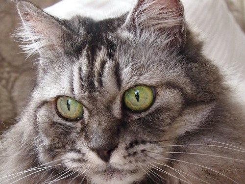 しあわせになった猫　しあわせをくれた猫