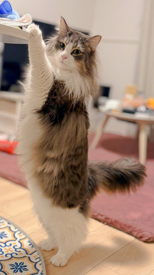 二足立ちポーズもかっこいいkiriくん（画像提供：kiriくん）