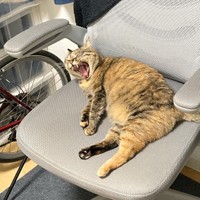 静かな部屋がお気に入り