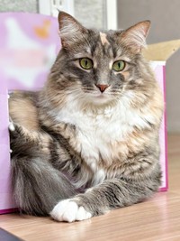 ふわもふのゴージャスな被毛が素敵なここちゃん（画像提供：mycsさん）